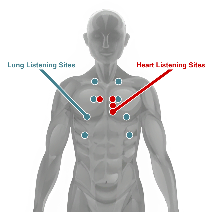 Auscultation sites for lungs and heart